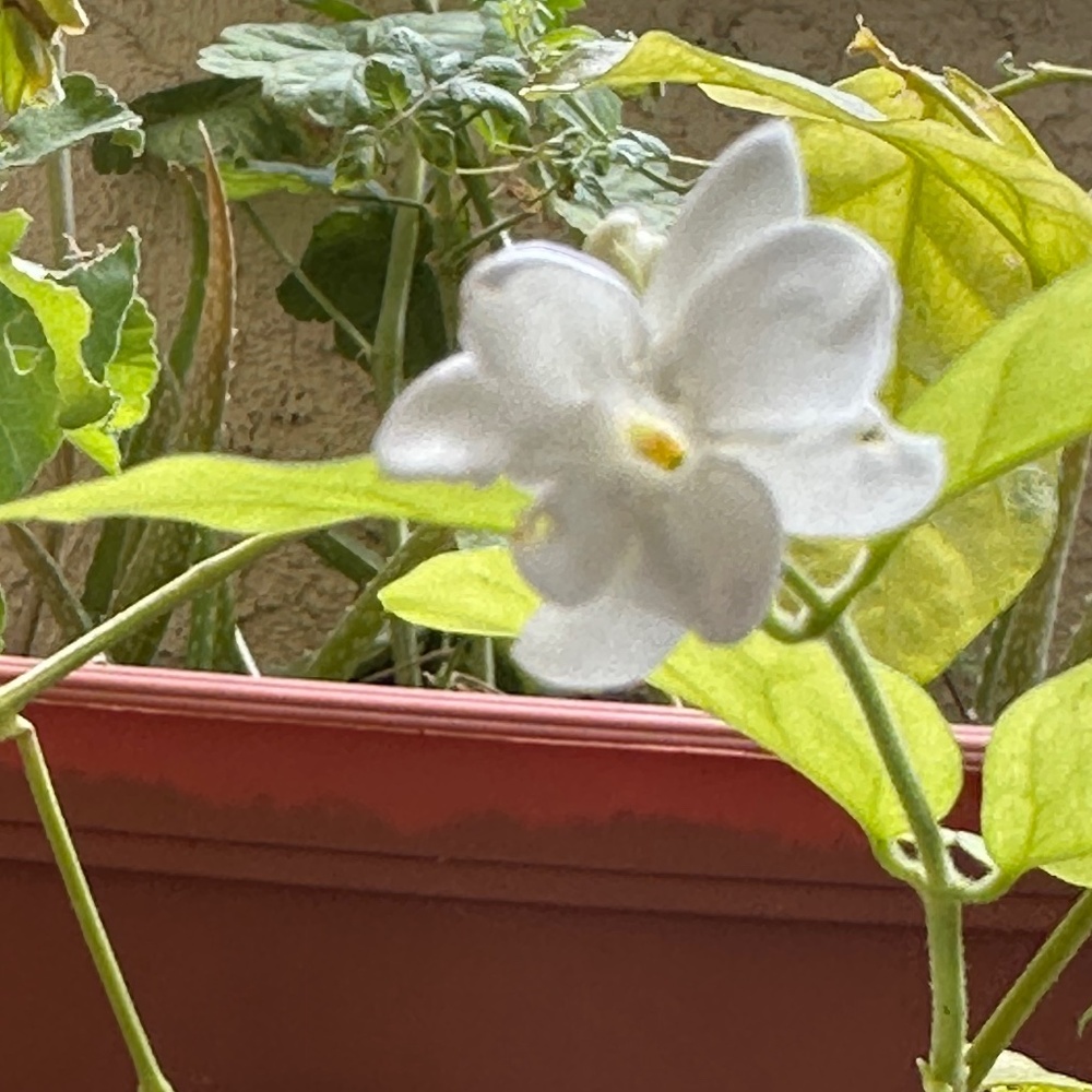 Meet your Posher, Kalaiarasi